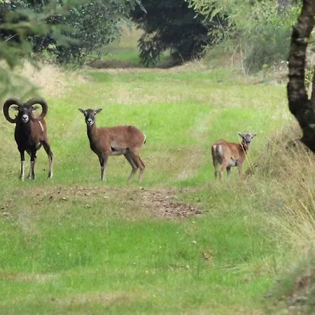 Отель Blue Beech Люнтерен